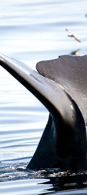 norway lofoten vesteralen sperm whale