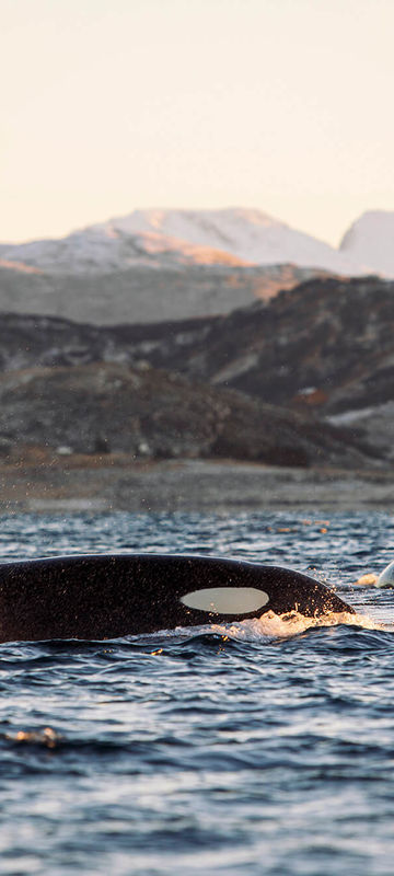 norway orcas off coast near tromso astk