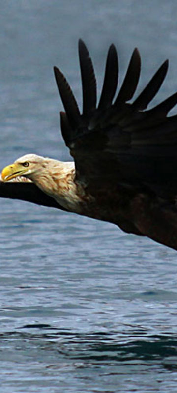 norway sea eagle safari