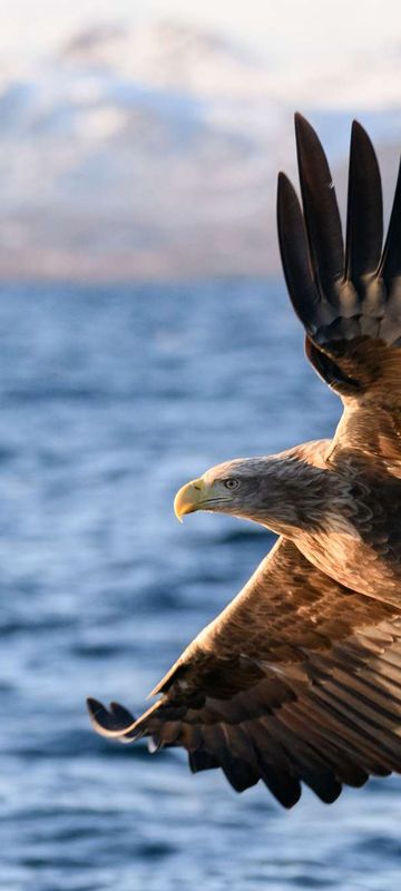 norway white tailed eagle in flight iskt