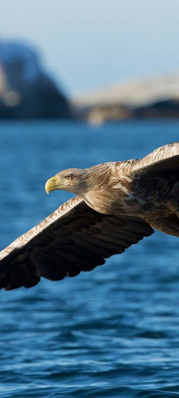 norway white tailed sea eagle istk