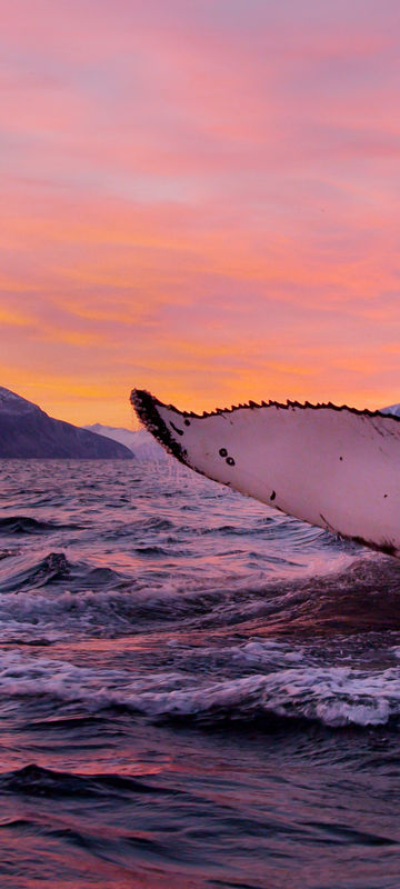 Humpback Whale - Norway