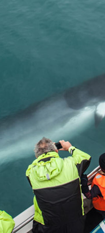 reykjavik whale watching minke st