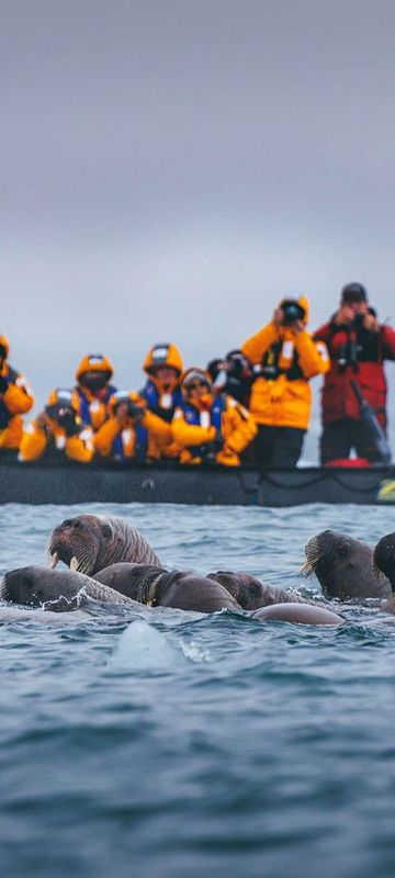 Watching walrus from a Zodiac