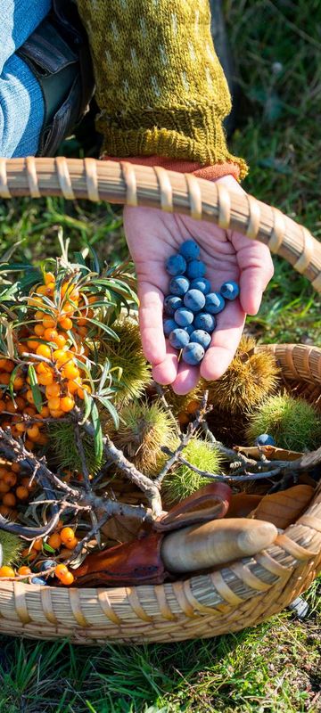 scandinavia foraging for berries istk