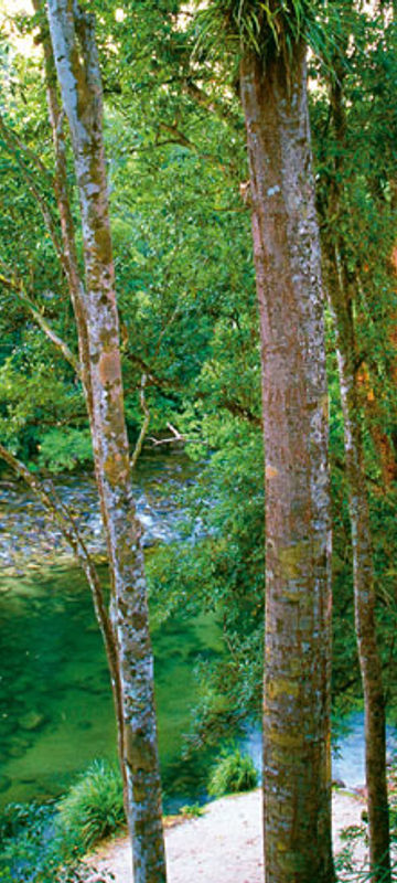 silky oaks lodge jungle perch