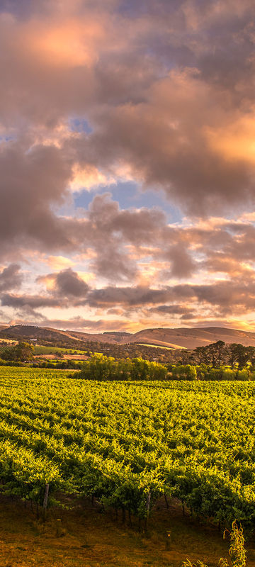 south australia barossa valley vineyard istk