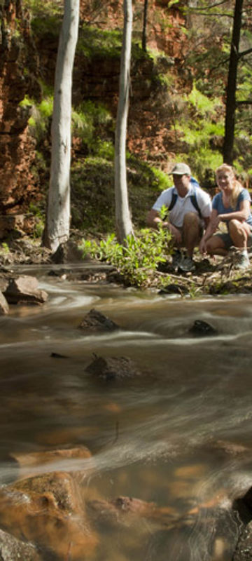 south australia flinders ranges eco safari