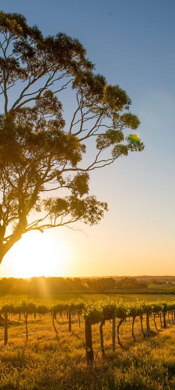 south australia sunset over barossa valley vineyard istk