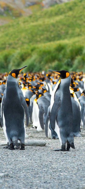 south georgia king penguins on beach istk