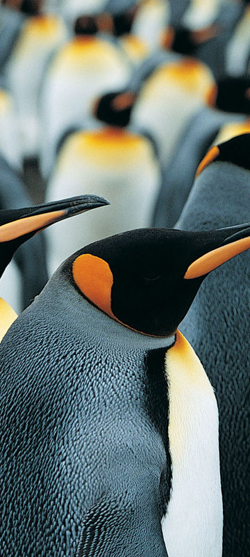 south georgia wildlife king penguins2 rh