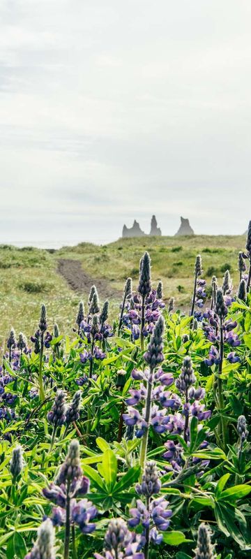 south iceland lupins in front of reynisdrangar gt