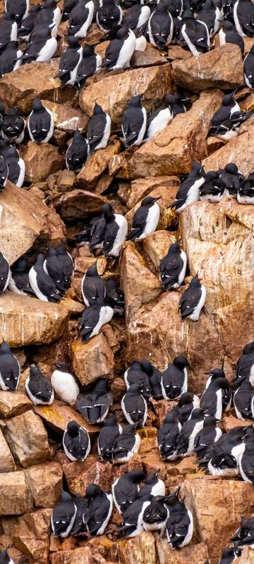 spitsbergen brunnichs guillemots alkefjellet birdcliff istk