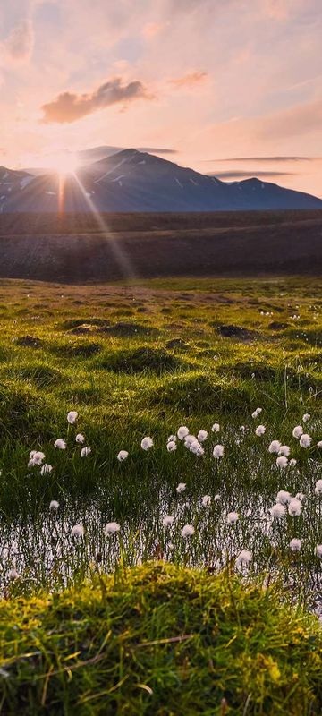 spitsbergen poppy grass summer astk