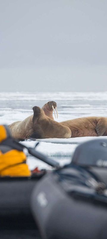 spitsbergen spotting walrus on zodiac cruise qe