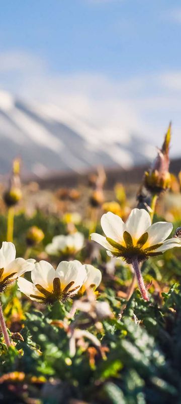 spitsbergen wildflowers under arctic summer sun astk