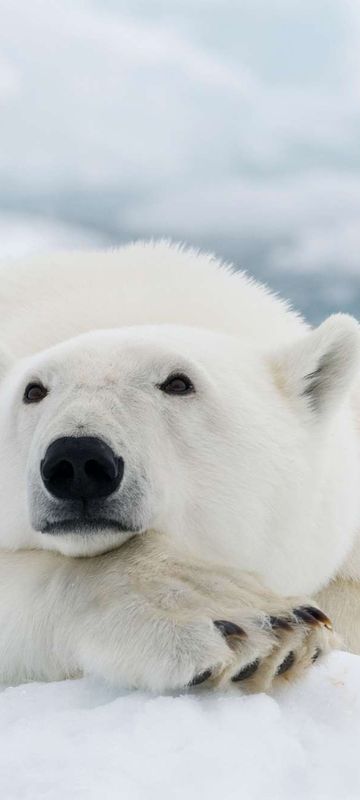 svalbard polar bear resting istk