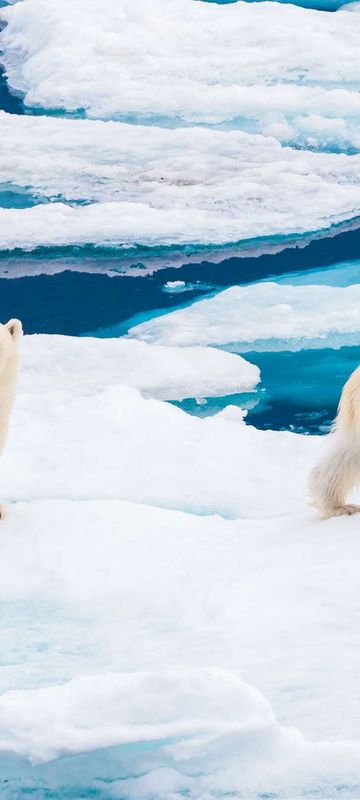 svalbard polar bears on pack ice barentsoya astk