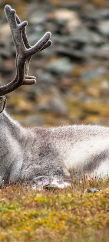 svalbard wild reindeer sitting on tundra istk