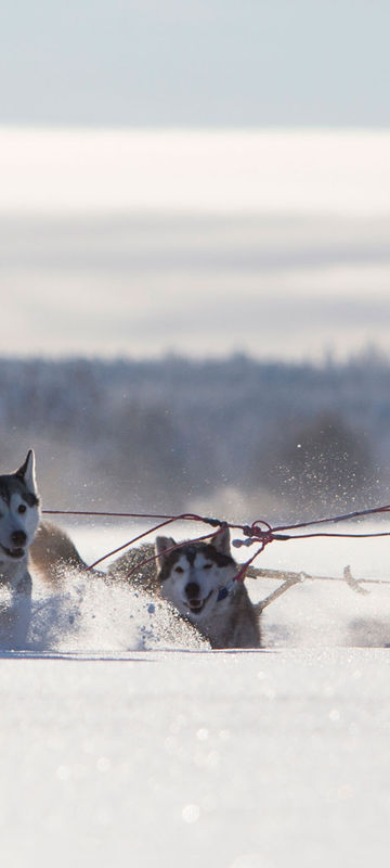 sweden lapland excited team of huskies vs