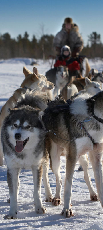 sweden lapland husky team at rest rth