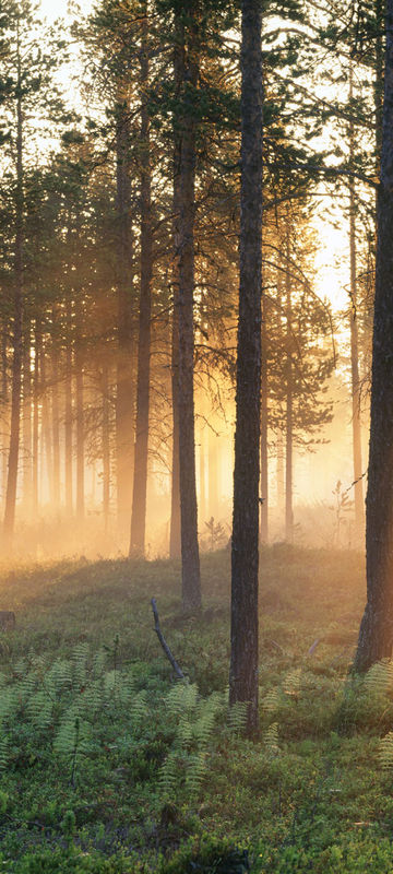 Sunlight filtered through forest in Varmland