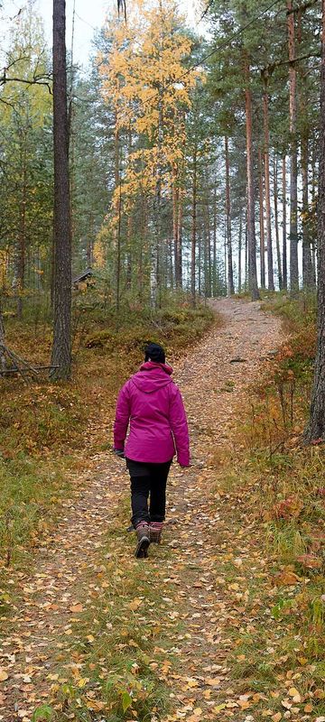 swedish lapland autumn hike in boreal forest gr