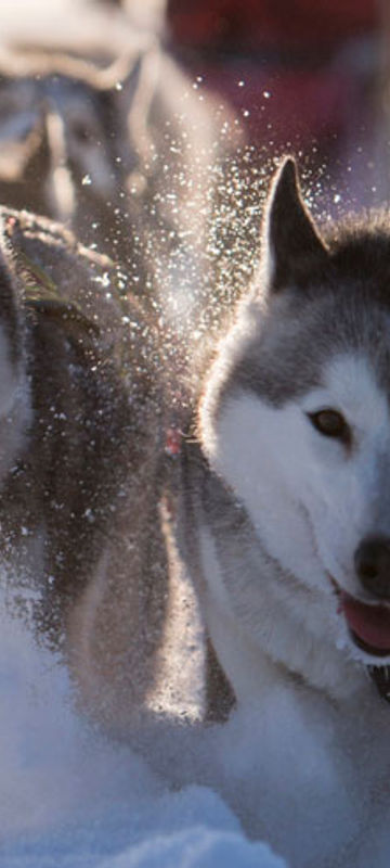 swedish lapland drive your own dogsled tour lulea