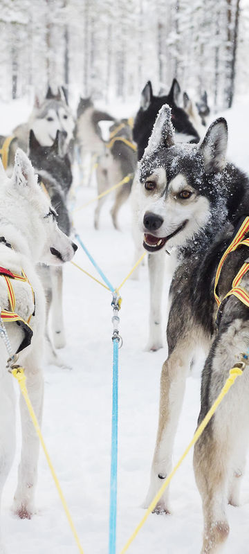 swedish lapland husky sledding winter vs anna ohlund