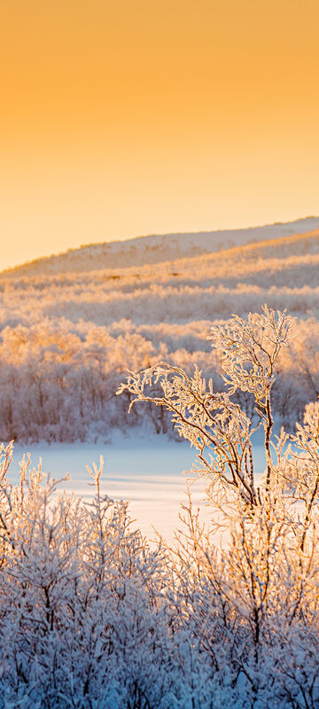 swedish lapland winter sunlight over forest rth