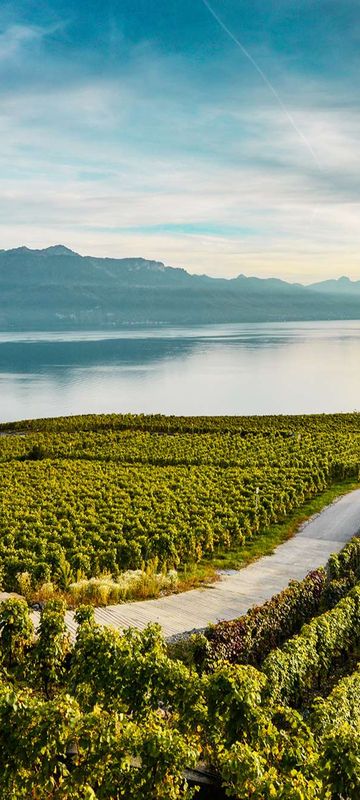 switzerland terraced vineyards lavaux maude rion