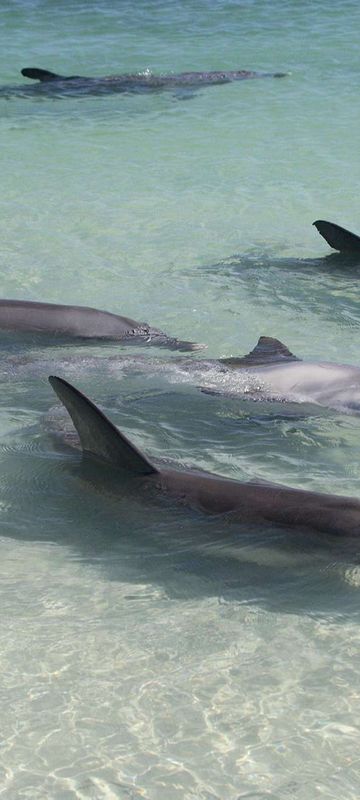 western australia bottlenose dolphins monkey mia twa