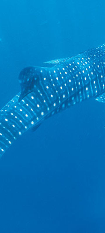 western australia coral bay whale shark swimming twa