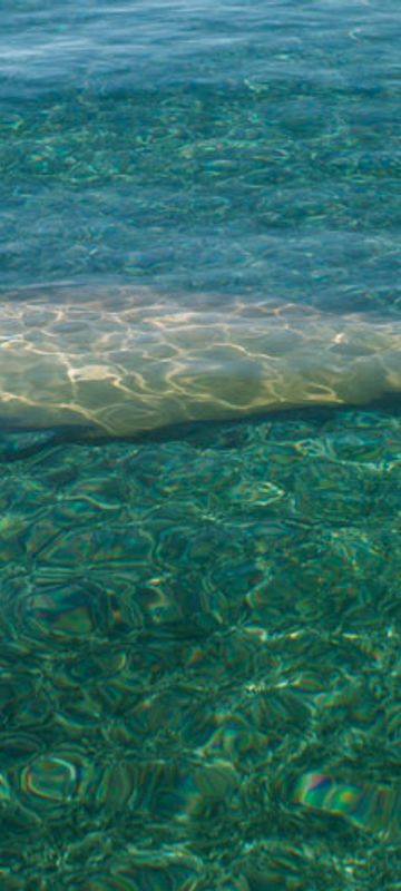 western australia dugong twa