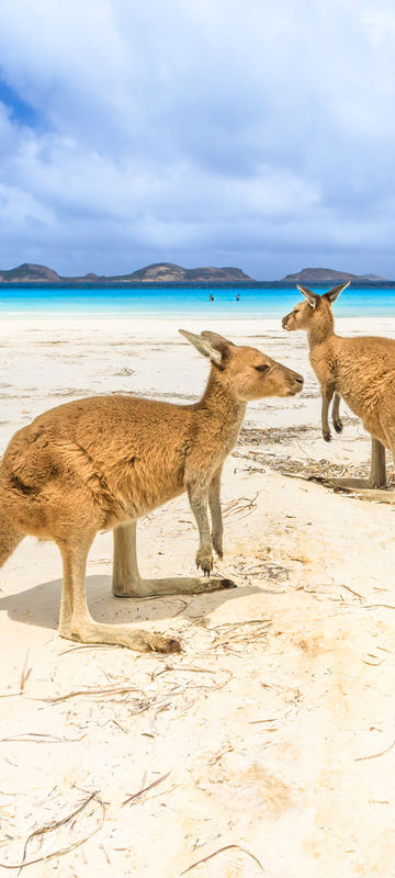 western australia lucky bay kangaroos on beach istk