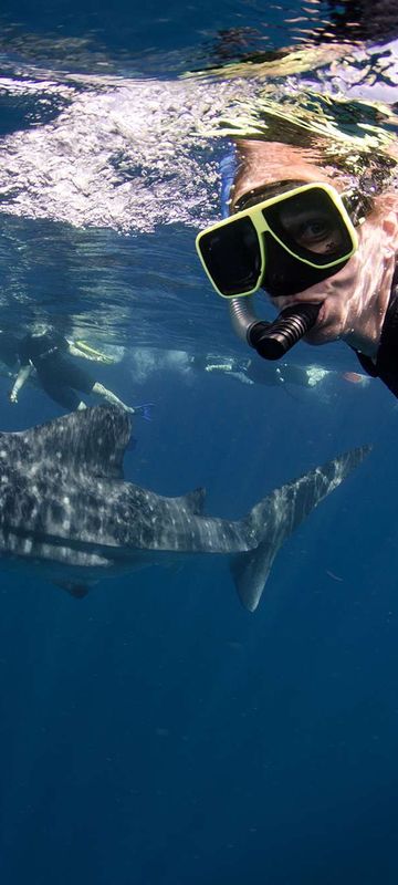 Swimming with whale sharks, NIngaloo, Western Australia