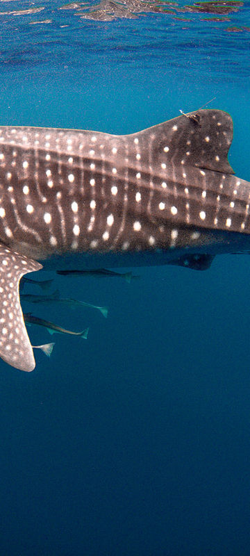 western australia ningaloo whale shark istk