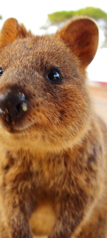 western australia rottnest island inquisitive quokka istk