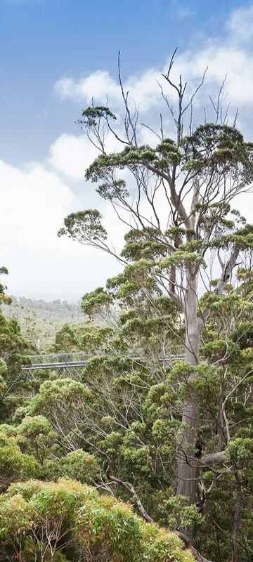 western australia treetop walk valley of the giants istk