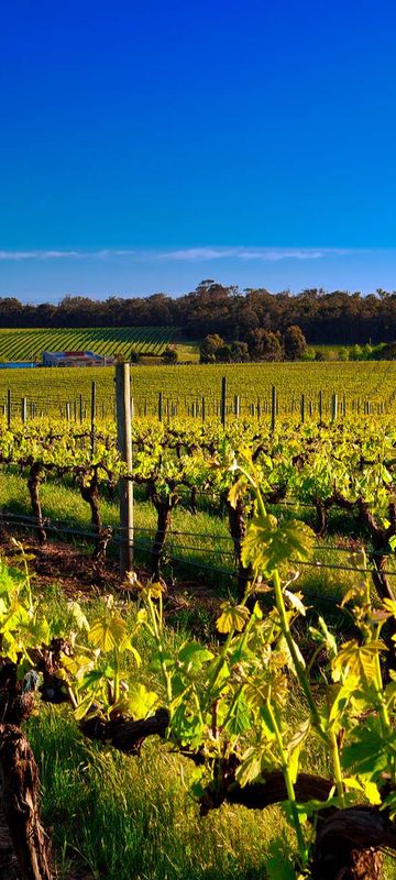 western australia vineyard margaret river astk