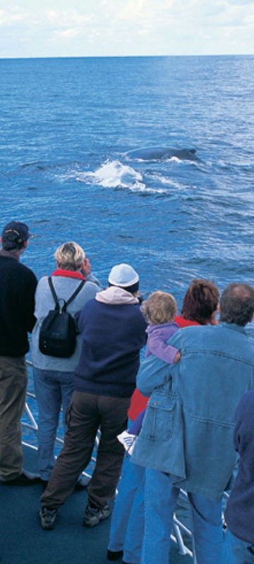 western australia whale from boat augusta