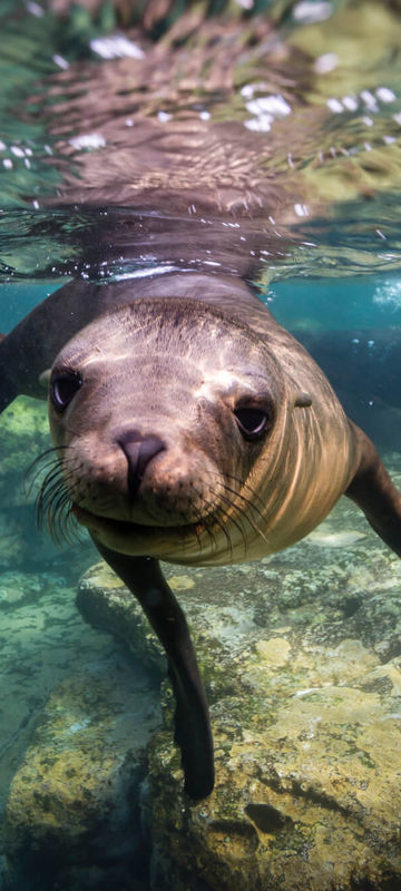 wildlife sea lion underwater istk