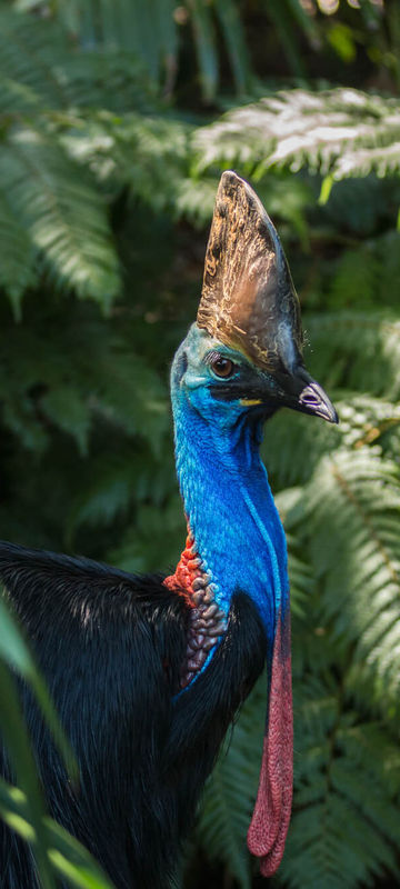 cassowary-bird