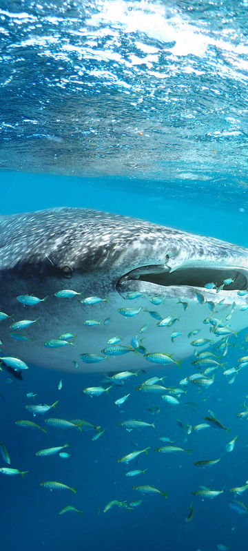 australia whale shark swimming through school of fish istk