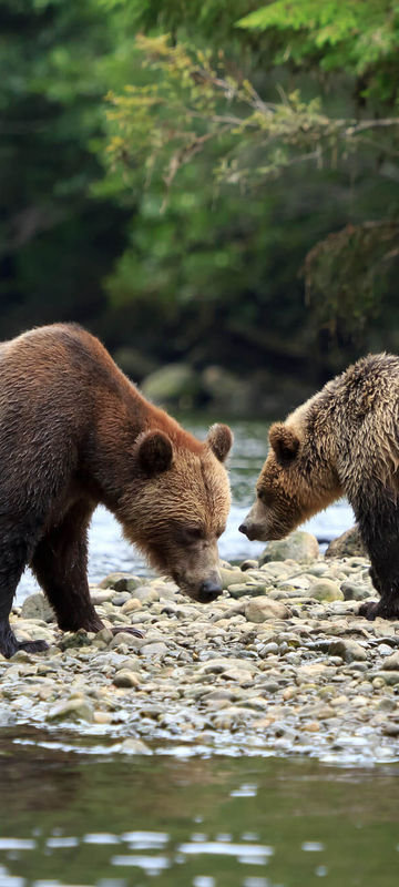 canada-grizzly-bears-on-shore-bc