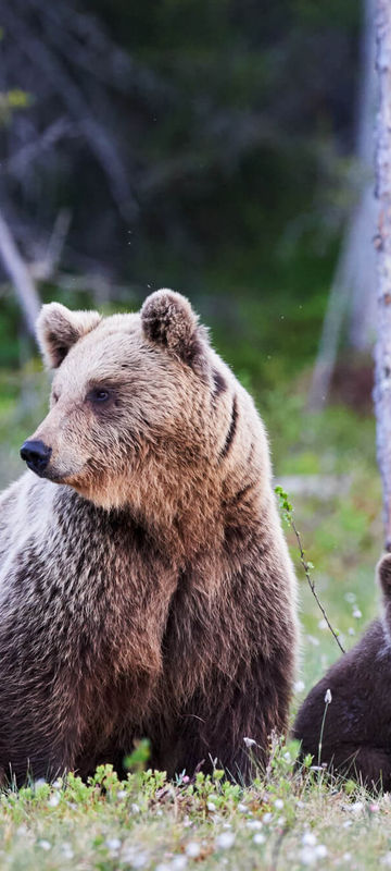 Encounter brown bears on East Finland holidays