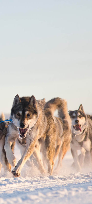 finland-husky-sledding-whs