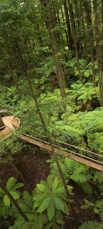 new-zealand-redwoods-forest-tree-walk-rotorua-tnz