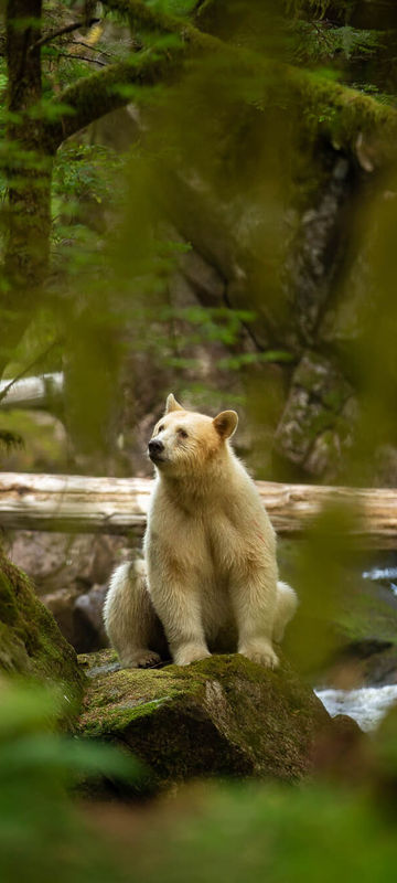 spirit-bear-lodge-bear