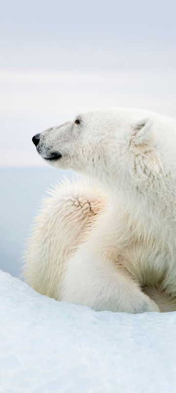 spitsbergen-polar-bear-lying-on-sea-ice-istk